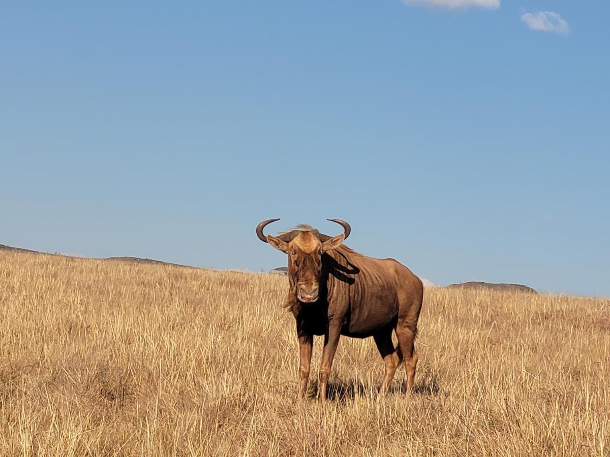 Buffalo Hills Private Game Reserve Гаррисмит Экстерьер фото
